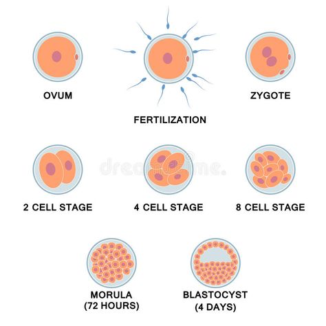 Development of the human embryo. vector illustration Human Embryo, Fetal Development, Baby Illustration, Hand Pictures, Art Clipart, Vector Art, Stock Illustration, Stock Vector, Period