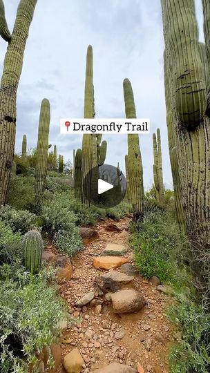 Dragonfly Trail Arizona, Cave Creek Arizona, Arizona Trip, Cave Creek Az, Future Planning, Small Pond, 8 Mile, Hiking Adventures, Late November