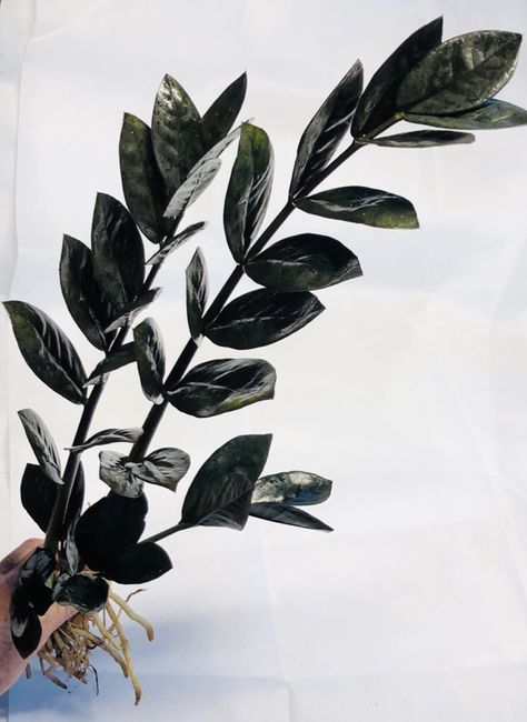 Very dark, greenish black, succulent pointed leaves on a ZZ plant - Houseplant411 Rare House Plants, Goth Indoor Plants, Gothic Houseplants, Gothic Plant Aesthetic, Victorian Houseplants, Zz Plant Care, Houseplants Aesthetic Dark, Zz Plant, Plant Pests