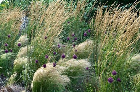 Allium Sphaerocephalon, Low Maintenance Garden Design, Mexican Feather Grass, Low Maintenance Backyard, Prairie Garden, Grasses Landscaping, Gravel Garden, Border Plants, Grasses Garden