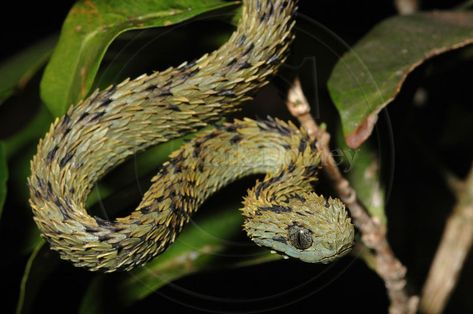 Spiny Bush Viper (Atheris Hispida) Spiny Bush Viper, African Bush Viper, Bush Viper, Voltron Oc, Tree Snake, Venomous Snake, Black Nature, Pretty Snakes, Snake Bite