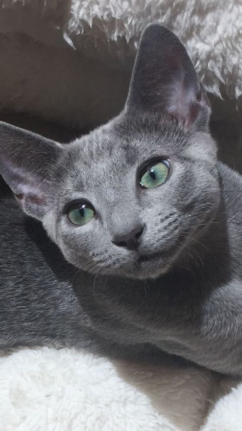 Russian Blue Aesthetic, Russian Blue Cat Aesthetic, Russian Blues, Russian Blue Kitten, Russian Cat, Russian Blue Cat, Gray Cat, Cat Icon, Blue Cat