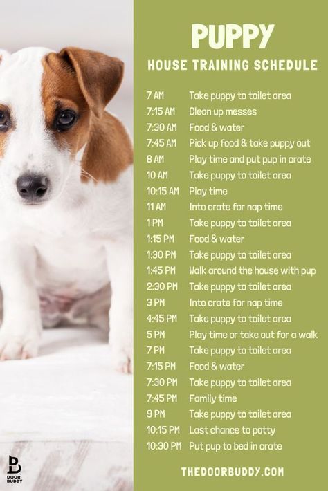 Our top dog training tips for a new puppy! Try these simple lessons to get your pup comfortable in their new home #dogs #dogtraining #dogtrainingtips #puppy Lou Dog, Puppy Schedule, Puppy Life, Puppy Training Schedule, New Puppy Checklist, Puppy Time, Puppies Tips, Puppy House, Wild Kingdom