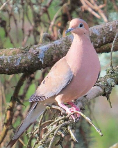 Morning Dove, Dove Pigeon, Dove Bird, Creature Feature, All Birds, Exotic Birds, Bird Drawings, Woodland Creatures, Little Birds