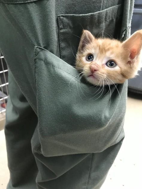 Mini Collection Of Kittens In Pockets (Pics and Gifs) I Miss My Cat, Newborn Kittens, Kitten Rescue, Silly Cats Pictures, Mini Collection, Kitten Pictures, Kittens Playing, Baby Kittens, Pretty Cats