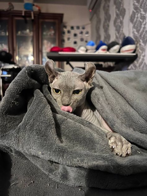 #lea #cats # cat #kitty #grey #greycat #mycat #home #mylove #elf #sphynx #sphynxkitten #tongue #funnycatpictures #funnycat #sharks Elf Cat, Funny Cat Pictures, Sphynx, Sharks, Funny Cats, Elf, Kittens, Kitty, Grey