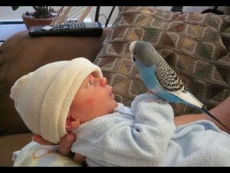 Cute Bird Falling in Love with Baby - Funny Parrots and Babies Compilation - YouTube Budgies Bird, Funny Parrots, Funny Birds, Clipuri Video, Cute Birds, Sweet Animals, Exotic Pets, Cute Funny Animals, Funny Babies