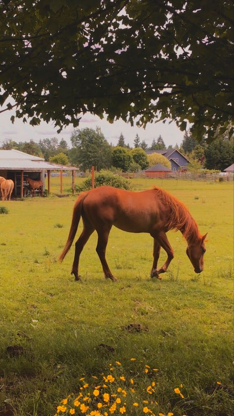 Horses In Pasture, Horse In Field, Horse Field, Horse Eating, Country Aesthetic, Horse Wallpaper, Horse Aesthetic, Horse Ranch, All The Pretty Horses