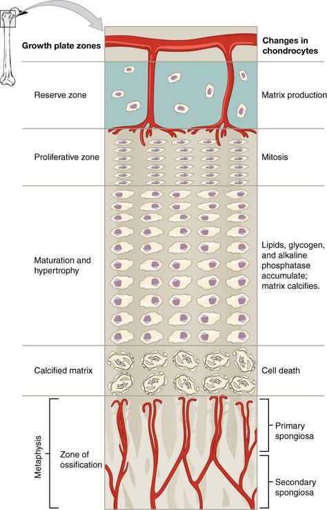 growth plate diagram Epiphyseal Plate, Hyaline Cartilage, Skeleton System, Bone Formation, Bone Diseases, Horse Therapy, Skeletal System, Human Body Parts, Fetal Development