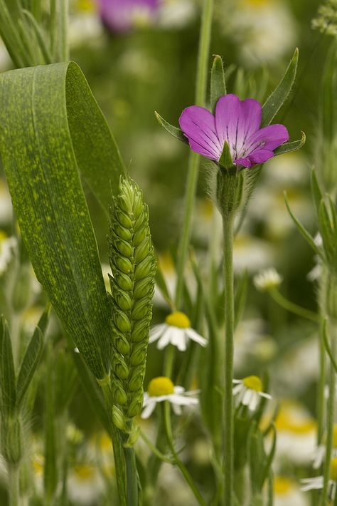 Agrostemma githago (Corn-cockle) and Square-head Masters wheat Agrostemma Githago, Corn Cockle, Idea Paint, Home Grown Vegetables, Square Head, Tiny Flowers, Spring Flowers, Garden Landscaping, Painting Ideas