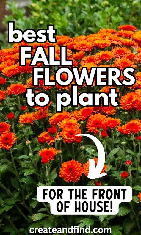 Fall flowers to plant in your fall garden. Fall Landscaping Ideas, Outdoor Fall Flowers, Fall Planting Perennials, Front Landscaping Design, Fall Flowers To Plant, Fall Landscaping Front Yard, Fall Lawn Maintenance, Fall Garden Ideas, Autumn Flowering Plants