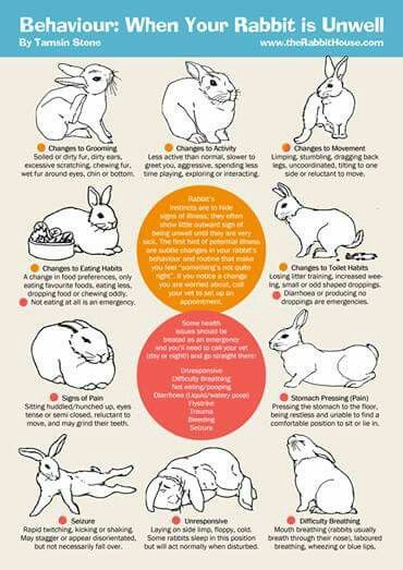 Guide to diagnosing symptoms with for your rabbit Free Roaming Rabbit Ideas, Tapsi Hapsi, Bunny Care Tips, Rabbit Facts, Rabbit Behavior, Rabbit Hide, Pet Rabbit Care, Rabbit Ideas, Meat Rabbits