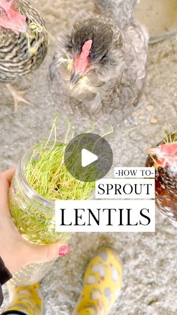 Alysha Whitfield | Bee Jeweled Coop on Instagram: "Have you ever sprouted lentils for your chickens? 🌱🐓
Here’s how to get started:

1. Pick Up Lentils: Next time you’re at the grocery store, grab a bag of lentils.

2. Find the Perfect Container: Use a non-airtight vessel for plenty of breathing space, helping prevent mold.

3. Begin with a Layer: Just barely cover the jar’s bottom with lentils.

4. Soak Overnight: Fill the jar with water and let the lentils soak until morning (about 8 hours)

5. Drain and Rinse: After soaking, drain, rinse, and leave the lentils moist but not waterlogged. Repeat this step twice daily.

6. Continue Until Ready: Keep up the rinse and drain cycle twice a day until the lentils are sprouted and ready to serve to your chickens!

Why bother sprouting? Lentils, Sprouting Lentils, Sprouted Lentils, Fill The Jar, Urban Chicken Farming, Chicken Life, Why Bother, Chicken Treats, Crazy Chicken Lady, Chicken Lady