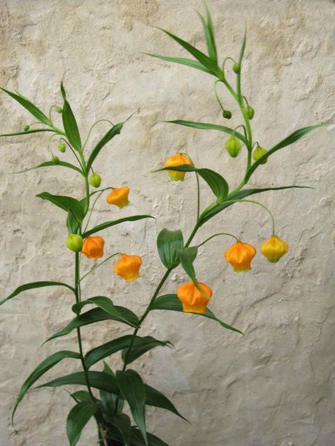 Rare+South+African+Golden+Christmas+Bells+Sandersonia+aurantiaca+-+20+Seeds South African Flowers, Greenery Garden, African Plants, Flower Pot Design, Golden Christmas, 강아지 그림, African Flowers, Big Plants, Sympathy Flowers