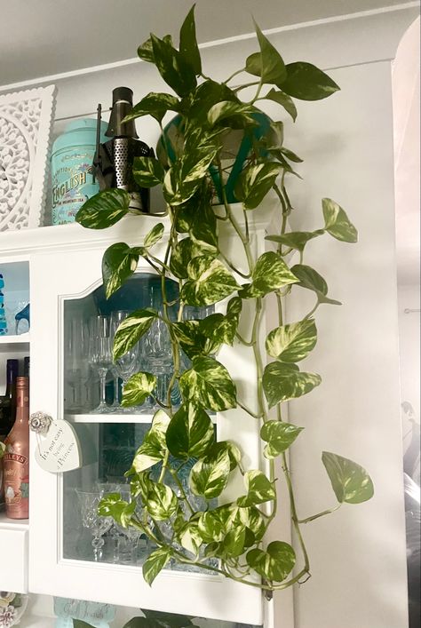 Devils Ivy Tattoo, Devils Ivy Plant, Indoor Ivy, Ivy Tattoo, Room Plants, White Washed Furniture, Devils Ivy, Robin Buckley, Ivy Plants