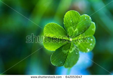 Clover - Free pictures on Pixabay Shamrock Pictures, Red Clover, Quality Images, Free Pictures, High Quality Images, Plant Leaves, Plants, High Quality, Red