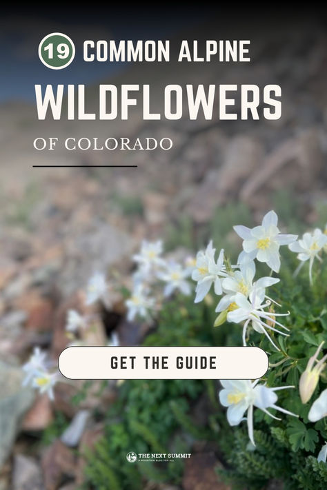 Impress your friends with your wildflower identification skills on your next hike with this Colorado alpine flower guide. ⛰️🌻 It includes 19 common wildflowers seen while hiking in the Rocky Mountains. #coloradowildflowers #wildfloweridentification #alpinewildflowers #alpinetundra #coloradohiking Colorado Wildflowers Tattoo, Wildflower Identification, Common Wildflowers, Colorado Wildflowers, Wildflowers Photography, Alpine Flowers, Flower Identification, Explore Colorado, Wildflower Tattoo