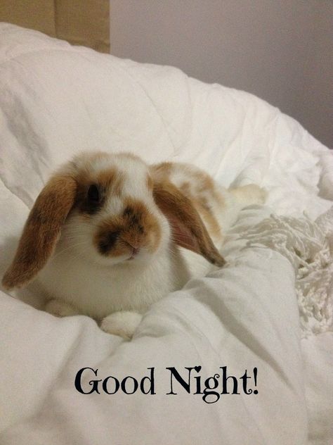 Goodnight Bunny, Good Night, Good Morning, Opal, Animals