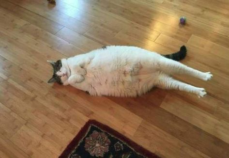 Laying On The Floor, Cat Celebrating, Cat Shedding, Silly Animals, Cat Person, Fat Cats, Silly Cats, On The Floor, 귀여운 동물