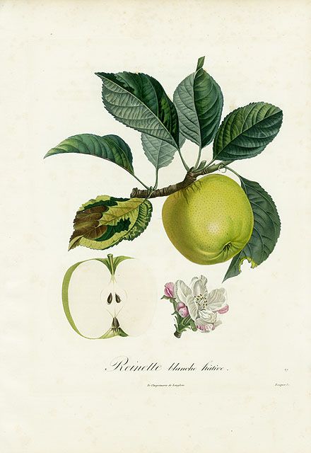 Pomme Reinette Blanche Hative - botanical illustration of apple - $225 - Poiteau Fruit Prints Pomologie Francaise 1846 Fruit Botanical, Apple Illustration, Fruit Prints, Feminism Art, Line Art Flowers, Vintage Flowers Wallpaper, Botanical Tattoo, Botanical Illustration Vintage, Fruit Photography