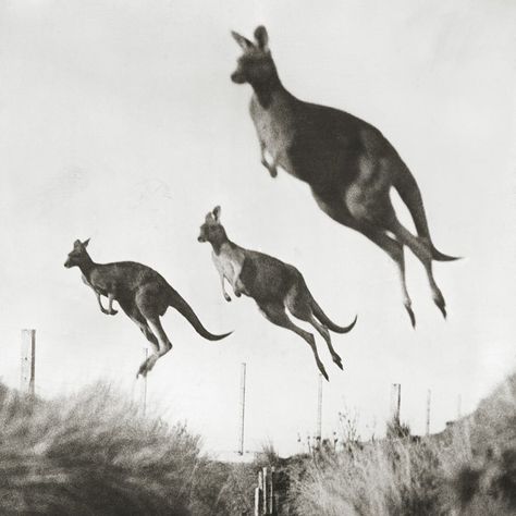 The year 1926: Kangaroos propel themselves with powerful hind legs in Australia. Flashback 127 years into photographic history as we bring you images from the Natgeo archives—see more at natgeofound.tumblr.com @natgeocreative - Photograph by Wide World Photos Inc. Australian Animals, World Photo, Back To Nature, Animal Tattoos, Pics Art, Animal Planet, Animal Photo, 귀여운 동물, Beautiful Creatures