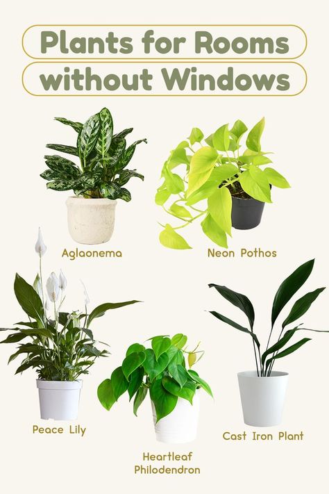 Low Light House Plants, Indoor Plants Low Light, Cast Iron Plant, Household Plants, Plant Care Houseplant, Indoor Plant Care, Inside Plants, Growing Plants Indoors, Best Indoor Plants