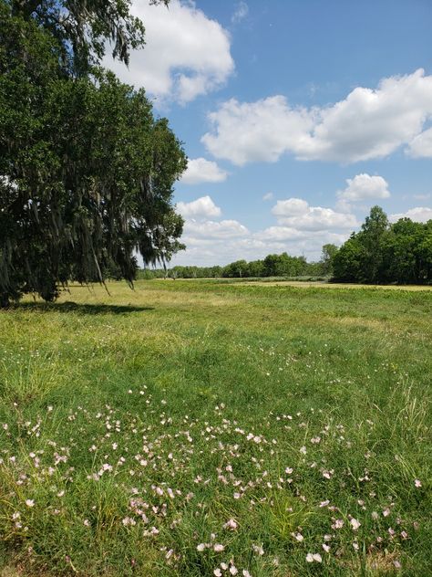 Summer Field, Open Fields Aesthetic, Open Field Aesthetic, Sunny Field Aesthetic, Sunny Grass Field Aesthetic, Sunny Grassy Field, Wallpaper Nature Flowers, Green Landscape, Giza