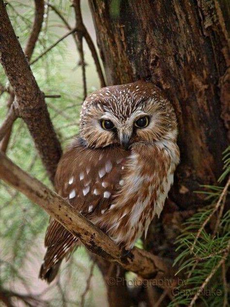 Beautiful Saw Whet Owl, Matka Natura, Hoot Owl, Owl Pictures, Animale Rare, Beautiful Owl, Airbrush Art, Owl Bird, Pretty Birds