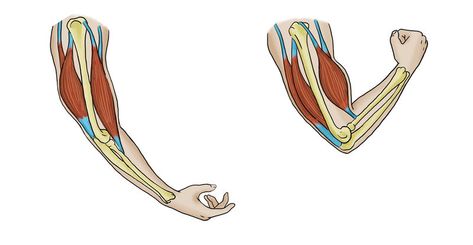 13.16: Skeletal Muscles - Biology LibreTexts Bone Diagram, Grade 3 Science, General Biology, Muscle Structure, Bicep Muscle, Arm Work, Middle Ear, Primary Science, Heart Pump