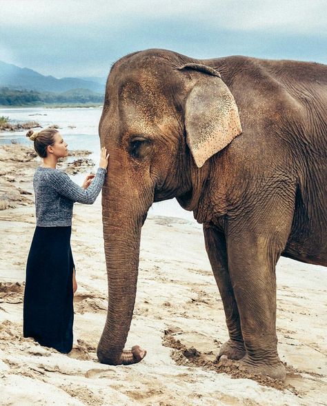 Logging Industry, Responsible Tourism, Africa Do Sul, Asian Elephant, Luang Prabang, Elephant Love, Travel Places, An Elephant, To Infinity And Beyond