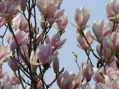 How to Care for a Saucer Magnolia Tree Jane Magnolia Tree, Saucer Magnolia Tree, Saucer Magnolia, Tulip Magnolia, Drying Flowers, Rain Gardens, Magnolia Grandiflora, Southern Magnolia, Garden Remedies