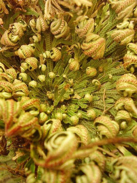 Jericho rose Rose Of Jericho Tattoo, Jericho Rose, Resurrection Plant, Rose Of Jericho, Gates Of Hell, Carnivorous Plants, Garden Flower, Shade Garden, Botany