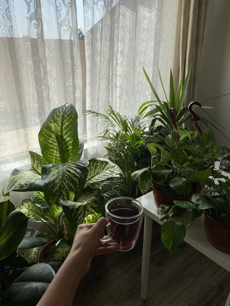 Green House Plants Aesthetic, Indoor Plants Aesthetic, Plant Mom Aesthetic, Tanaman Indoor, Matka Natura, Plant Decor Indoor, Plant Aesthetic, House Plants Decor, Cactus Y Suculentas