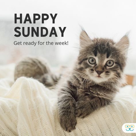 😍Happy Sunday! Let today be filled with rest, rejuvenation, and quality time with your beloved pets.😍 #sunday #lazysunday #weekendblues #sundaycat Sunday Cat Humor, Sunday Cat Quotes, Happy Sunday Funny, Happy Sunday Pictures, Sunday Humor, Sunday Greetings, Good Morning Girls, Morning Girl, Sunday Blessings