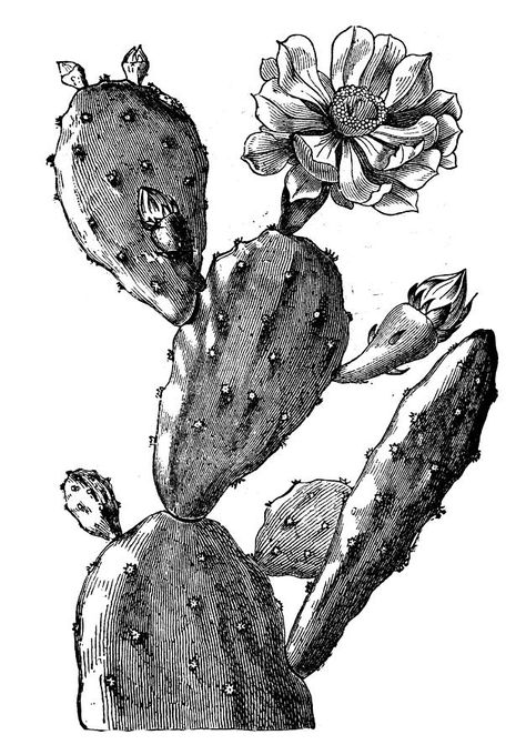 Desert Tattoo, Cactus Vector, Cactus Tattoo, Cactus Drawing, Cactus Illustration, Engraving Illustration, Plant Drawing, Prickly Pear, Cactus Flower