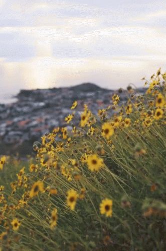 Flowers Breezy GIF - Flowers Breezy Greenfield - Discover & Share GIFs Spring Gif, Cinemagraph Gif, Rudbeckia Hirta, Sunflower Garden, Instagram Prints, Flowers Gif, Morning Gif, Nature Collection, Gif Pictures