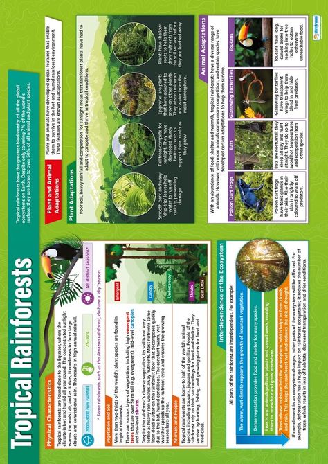 Geography Revision, Geography Classroom, Plant Adaptations, Basic Geography, Rainforest Plants, Animal Adaptations, Geography Map, Label Image, Root Canal