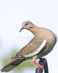 White-Winged Dove stock image. Image of asiatica, backyard - 43034501 White Wings, Turning, Stock Images, Pastel, Stock Photos, White