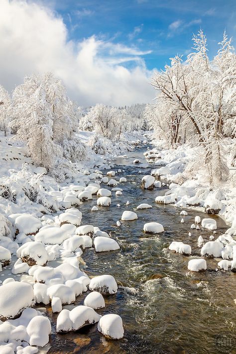 Snowy Truckee River 12 | Lake Tahoe / Truckee - Scott Shots Photography Tahoe Snow, Magical Scenery, Tweety Bird Quotes, Lake Tahoe Winter, Truckee California, Snowy River, Truckee River, Shots Photography, Bird Quotes