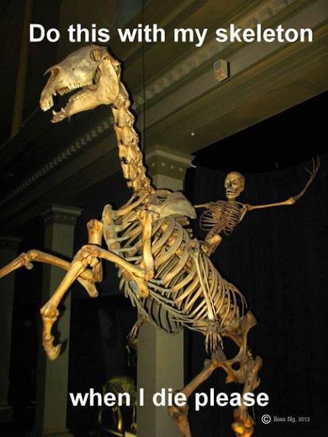 The Skeleton, A Dinosaur, Skeleton, White