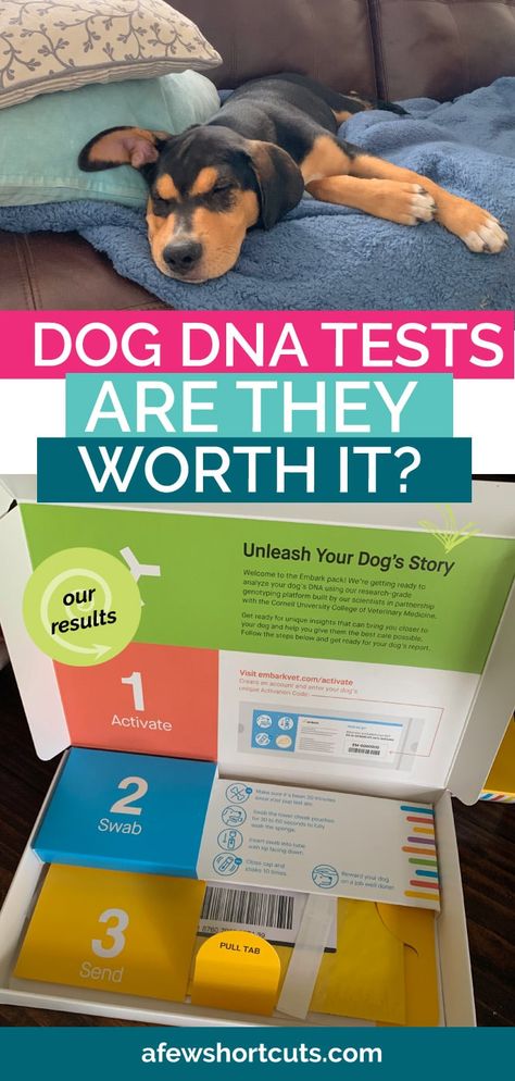 Ethnic Background, Dog Dna Test, Dna Testing, Pitt Bull, Family Tree Genealogy, Sick Dog, Dog Ages, Shelter Dog, Free Family Tree