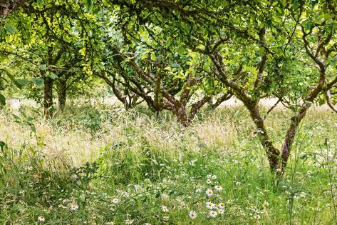 Lismore Castle, Castle Stone, Orchard Design, Enchanted Gardens, Orchard Garden, Castle Gardens, Wild Flower Meadow, Meadow Garden, Cottage Garden Design