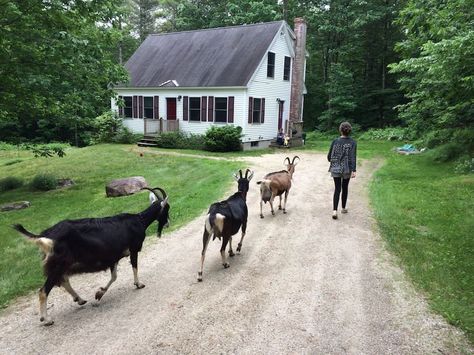 Beautiful Airbnb Rentals That Double As Animal Sanctuaries #refinery29 https://www.refinery29.com/en-us/airbnb-animal-sanctuary-rentals# Southern Maine, Farm Sanctuary, Apple Farm, Airbnb Rentals, Animal Habitats, Farm Stay, Wildlife Sanctuary, Animal Sanctuary, Go Hiking