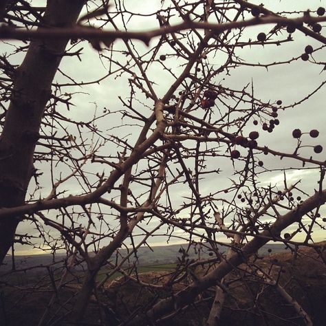 Thorns and brambles. Briar Thorns, Riverclan Camp, Thorns Aesthetic, Hawthorne Berry, Withering Heights, Hunter Aesthetic, Nature Jewellery, Thorn Birds, Spooky Forest