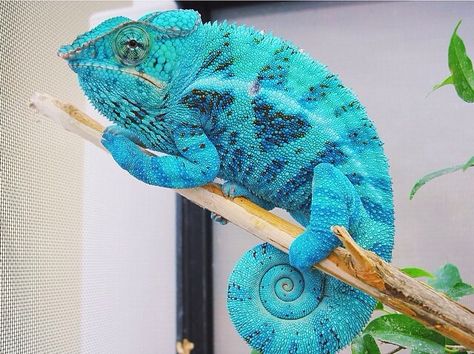 Blue panther chameleon Blue Chameleon, Panther Chameleon, Lizards, Littlest Pet Shop, Gecko, Madagascar, Pet Shop, Reptiles, Animal Drawings