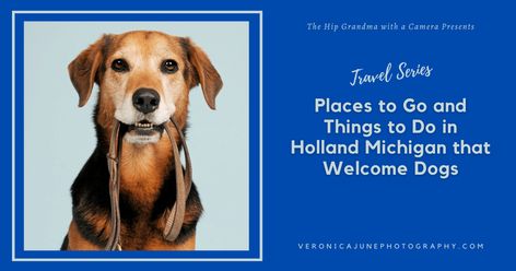 Things To Do In Holland, Michigan Dog Friendly Places, Holland Michigan, Dog Friends, A Dog, Golden Retriever, Holland, The Top, Michigan