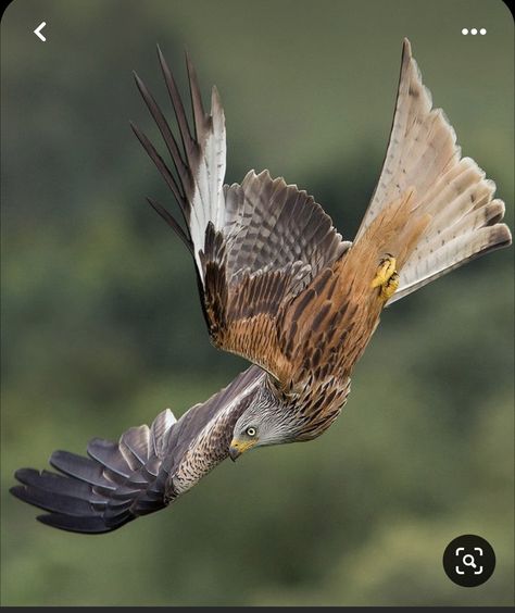 Raptors Bird, Red Kite, Bird Wings, Airbrush Art, Bird Pictures, Pretty Birds, Birds Of Prey, Bird Photography, Wild Birds