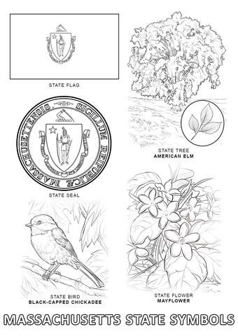 Massachusetts State Symbols Coloring page | State symbols, Coloring pages, States project Kentucky State Flower, Texas Symbols, Military Ranks, Flag Coloring Pages, State Symbols, Coloring Pages Inspirational, Kentucky State, American Symbols, Bird Coloring Pages