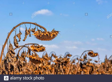 Download this stock image: Dry sunflower head with ripe seeds against the sky - 2CDEYN7 from Alamy's library of millions of high resolution stock photos, illustrations and vectors. Oc Redesign, Dried Sunflowers, Sunflower Head, Sky Images, The Sky, Photo Image, Sunflower, Seeds, Vector Illustration