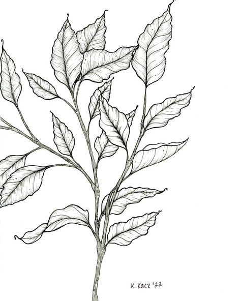 Pen Leaf Drawing, Leaves Line Drawing, Leaf Line Drawing, Plants Sketch, Outdoor Illustration, Boho Canvas Art, Leaves Drawing, Leaves Sketch, Muskegon Michigan